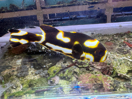 Oriental Sweetlips Fish