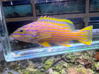 Polleni Grouper