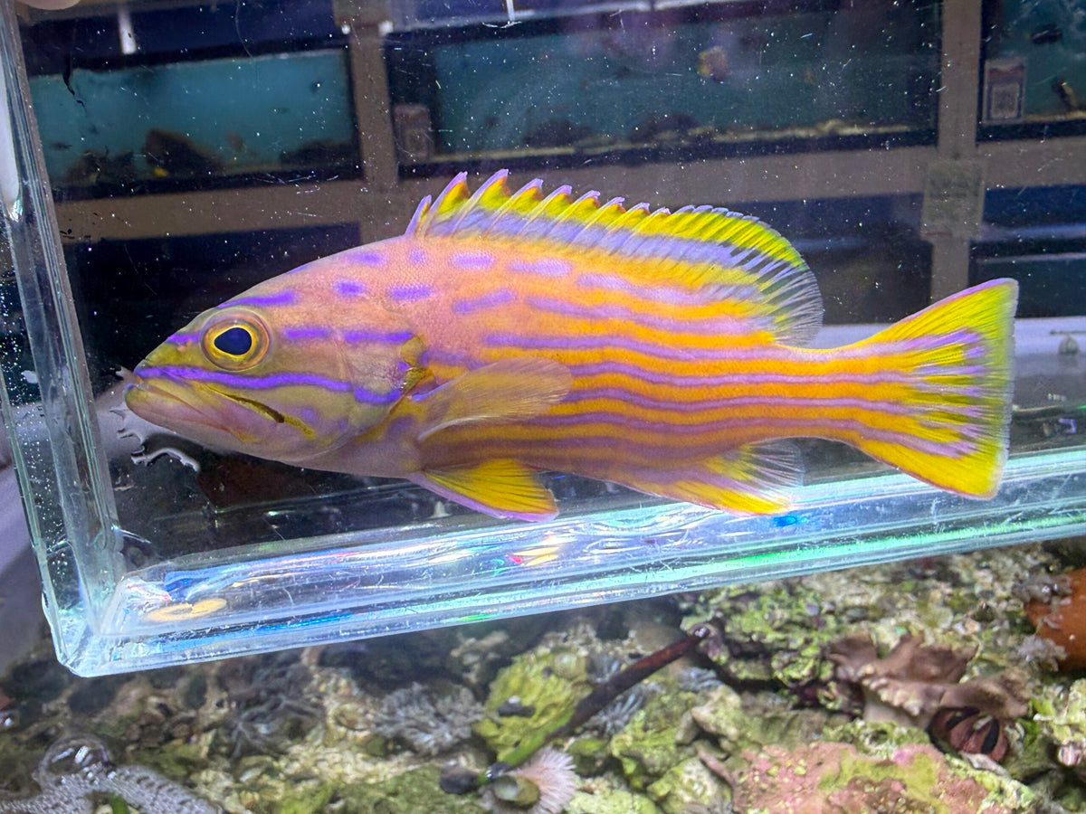 Polleni Grouper