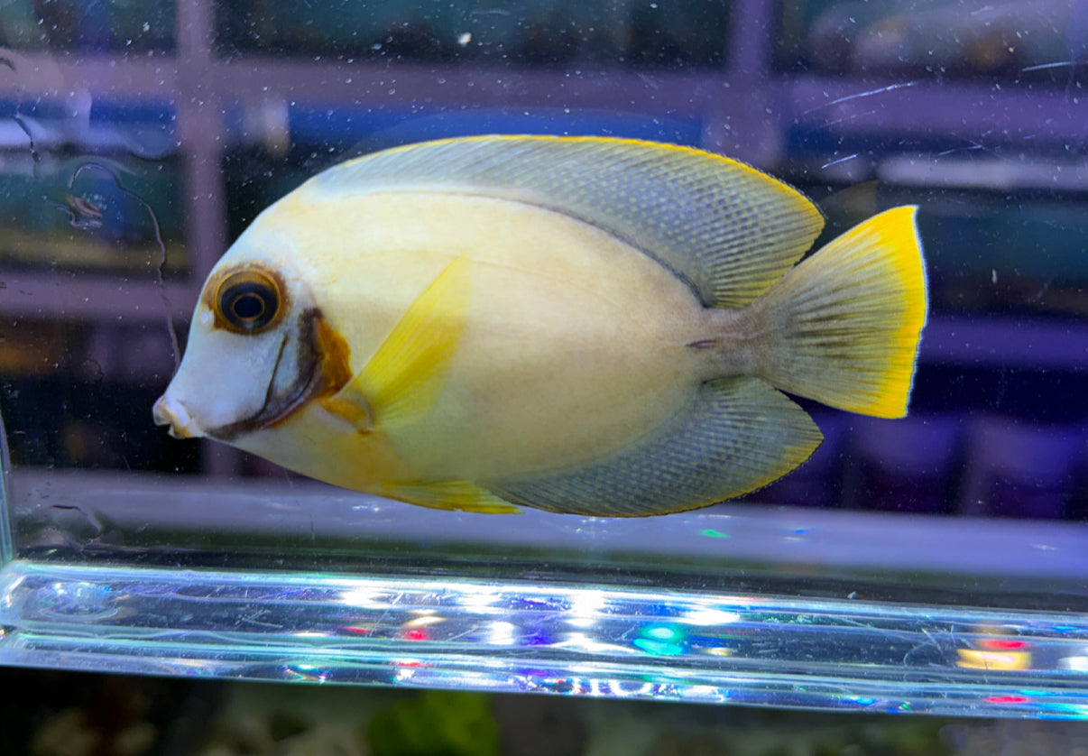 Chocolate Tang