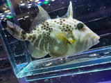 *RARE Golden Heart Triggerfish