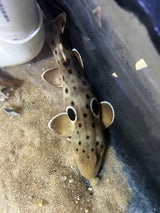 Large Epaulette Shark