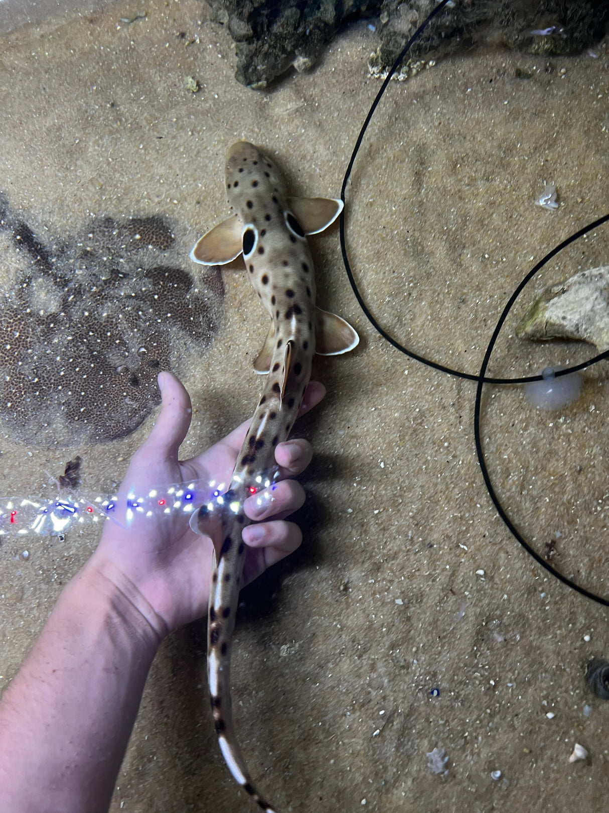 Large Epaulette Shark