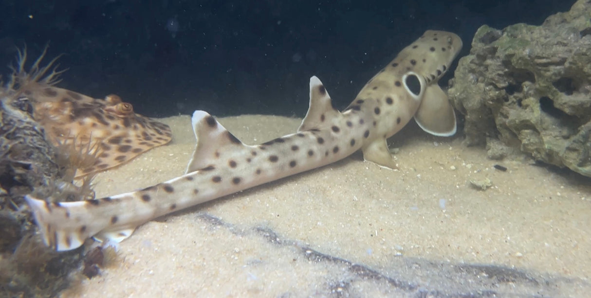 Large Epaulette Shark