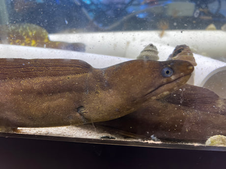 Moray eel Gymnothorax miliaris Africa