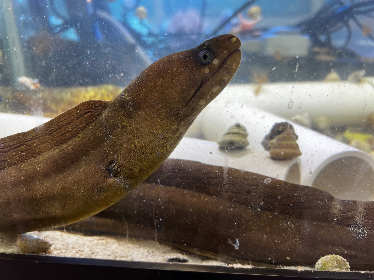 Moray eel Gymnothorax miliaris Africa