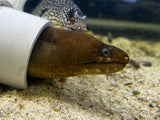 Moray eel Gymnothorax miliaris Africa