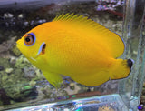 Lemonpeel angelfish X half black angel Hybrid
