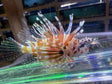 Zebra Dwarf Lionfish