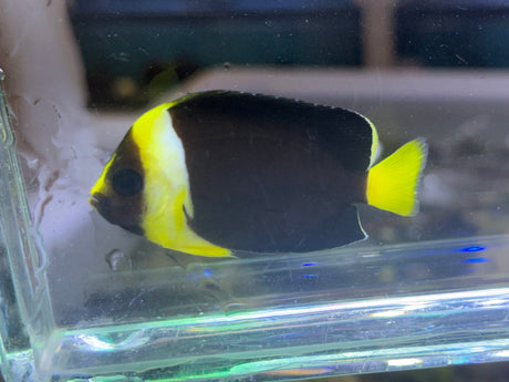 False Personifier Angelfish