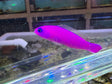 Strawberry dottyback