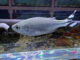 Barred Flagtail