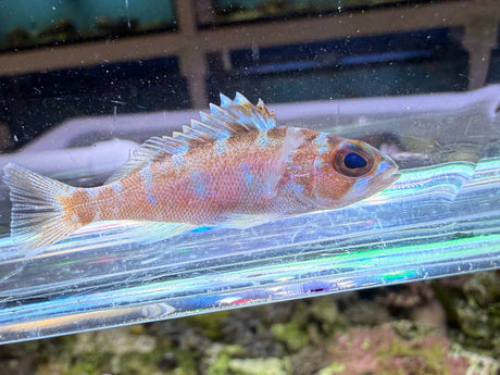Chalk Basslet