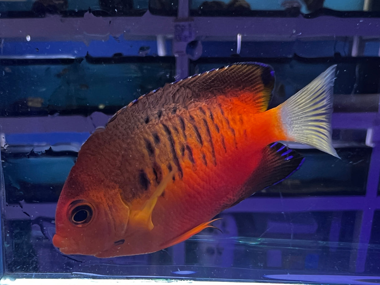True Shepards Angelfish Centropyge shepardi
