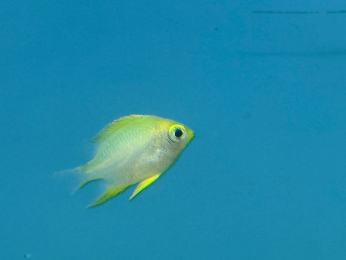 Staghorn damsel
