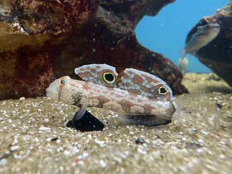 Two spot goby