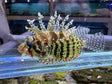 Fuzzy Dwarf Lionfish