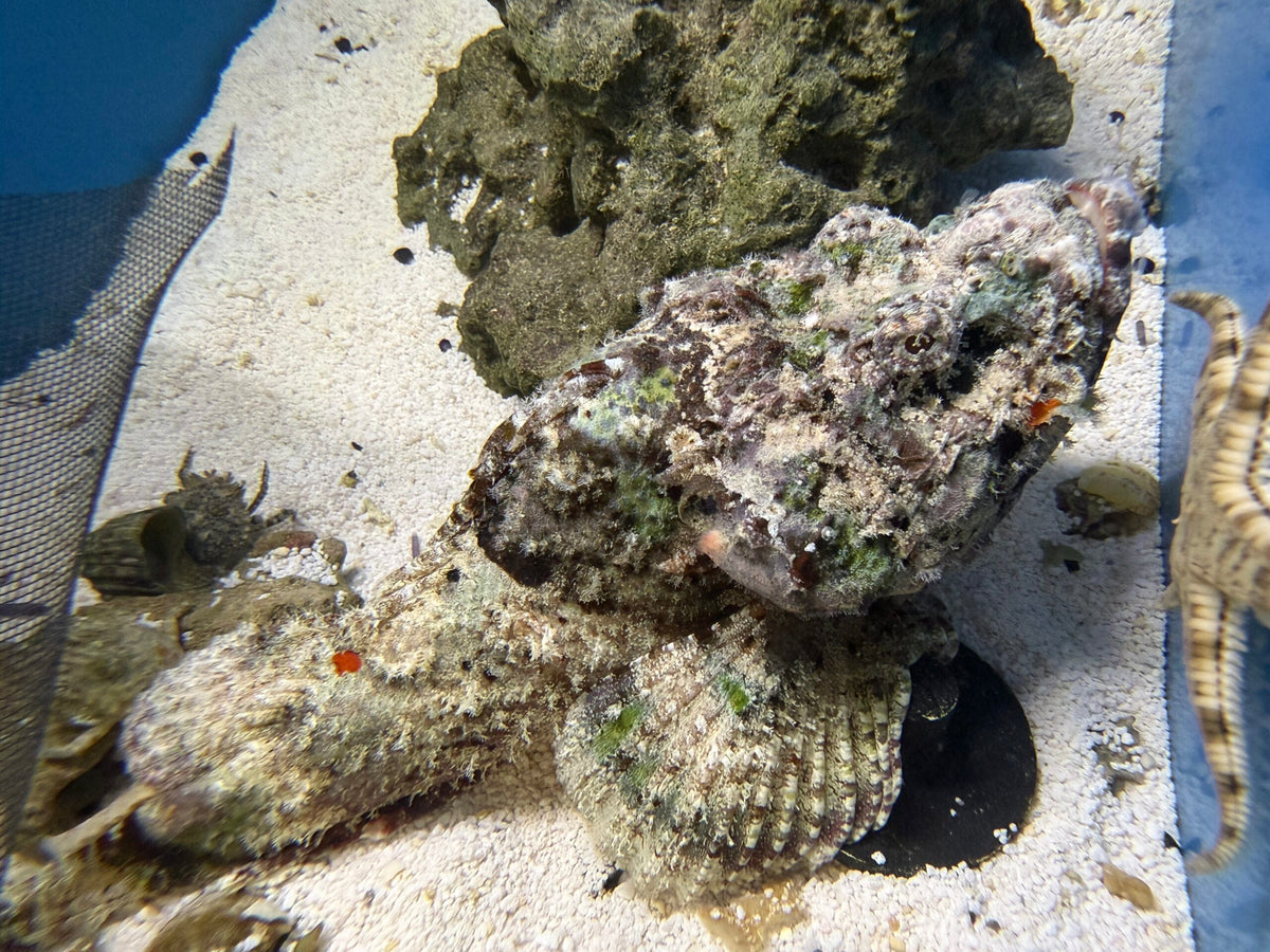 Devil scorpionfish