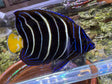 African Goldentail Angelfish