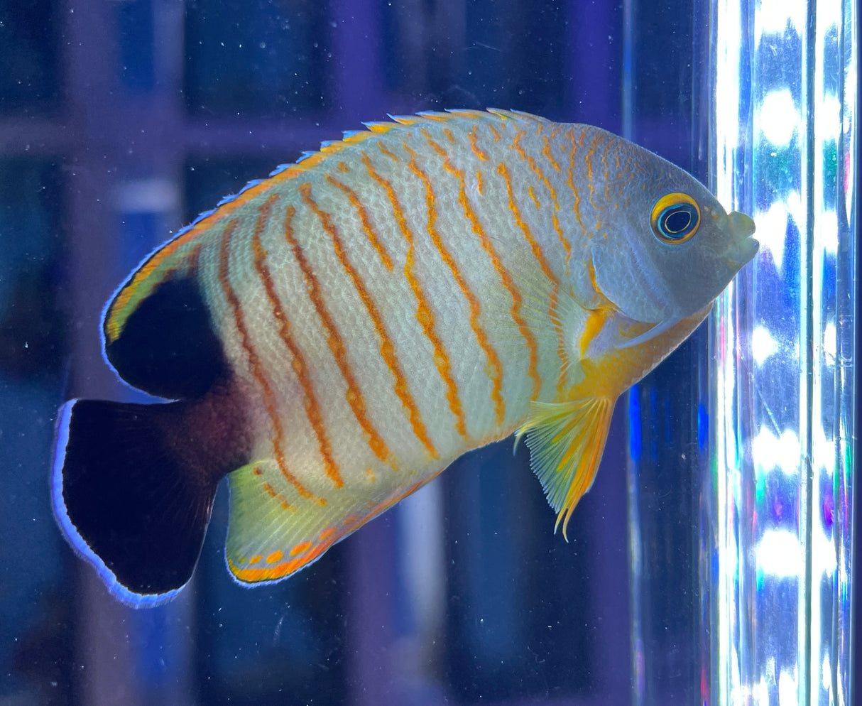 Eibli angelfish