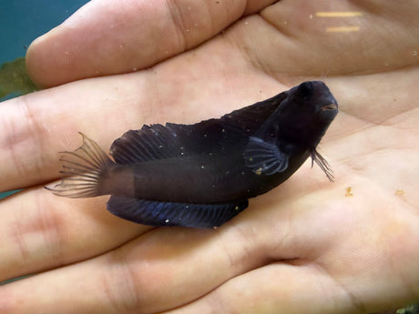 Black Sailfin Blenny