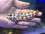 Dusky Jawfish