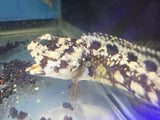 Dusky Jawfish
