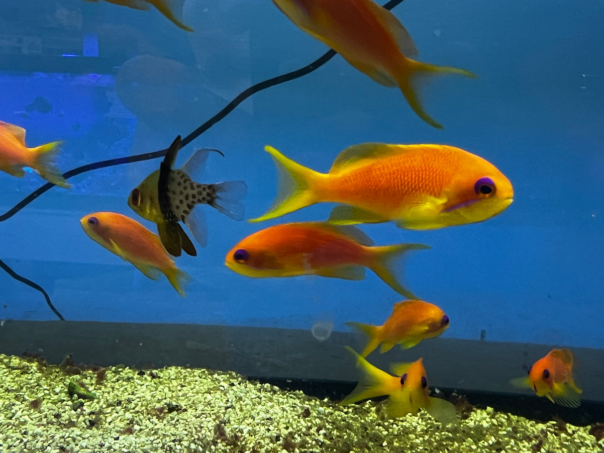 Lyretail Anthias Trio Male and two females