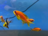 Lyretail Anthias Trio Male and two females