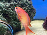 Lyretail Anthias Trio Male and two females