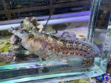 Horned Blenny