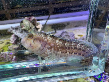 Horned Blenny