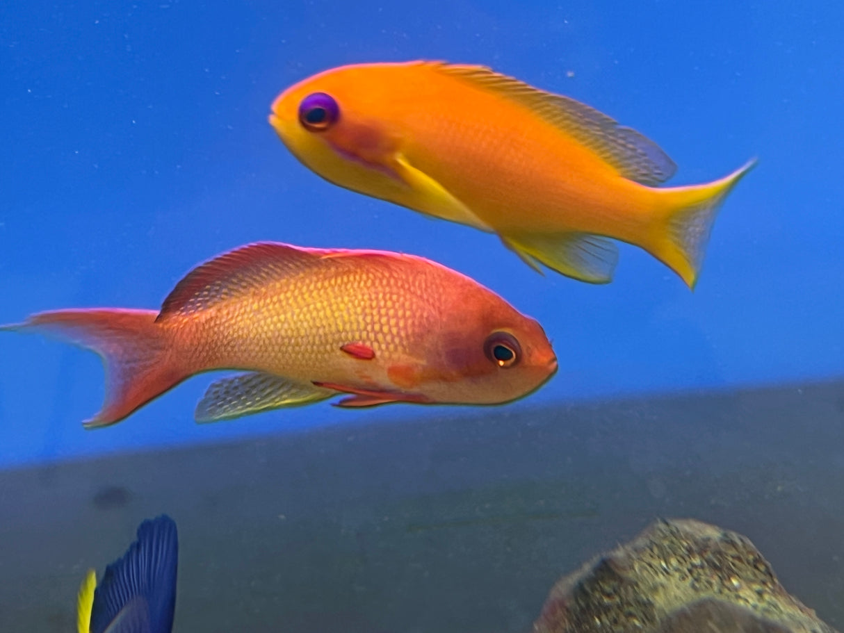 Lyretail Anthias Trio Male and two females