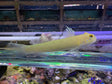 Naked Sleeper Goby