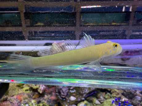 Naked Sleeper Goby
