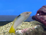 Large Marbled wrasse