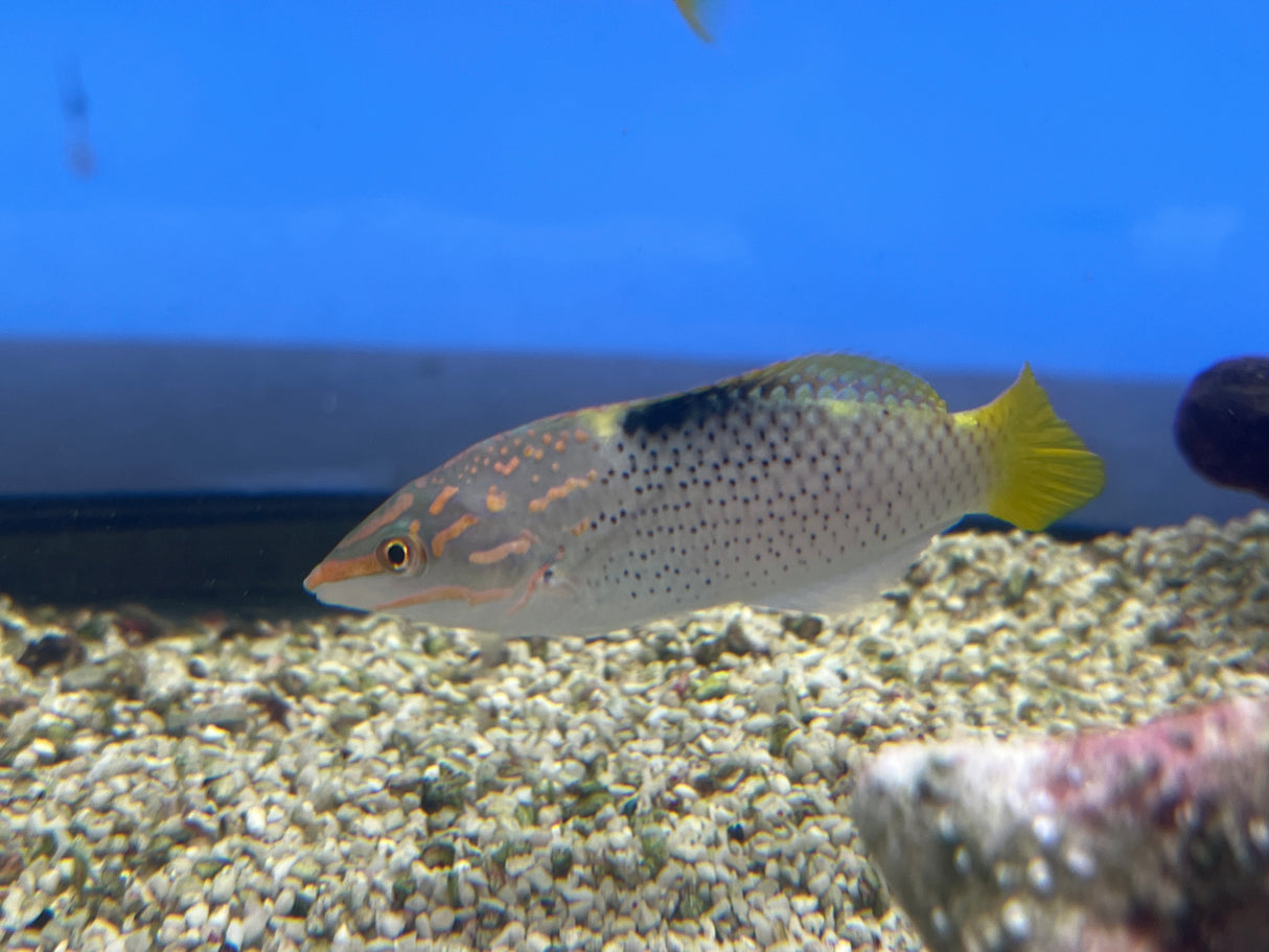 Large Marbled wrasse