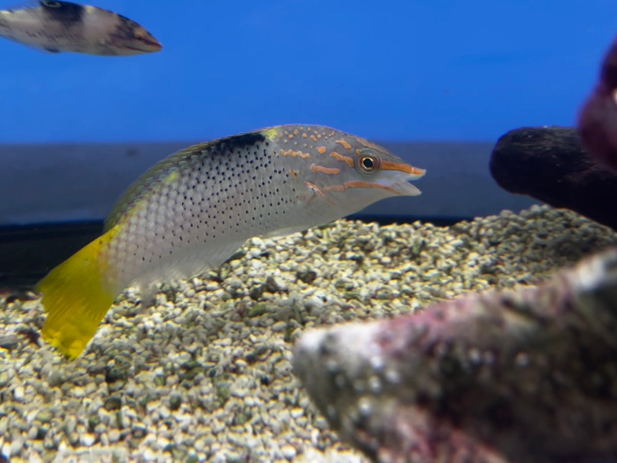 Large Marbled wrasse