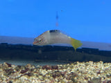 Large Marbled wrasse