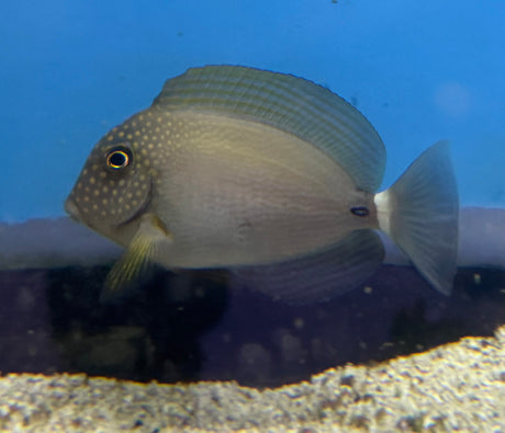 Maculiceps Tang