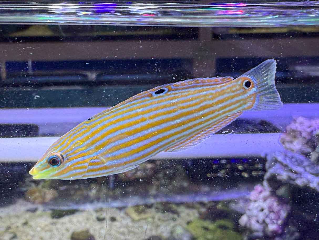 Adorned Wrasse