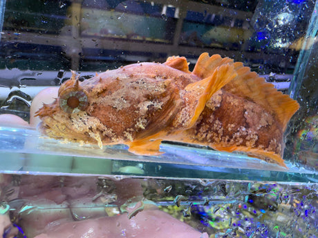 Orange Atl Toadfish