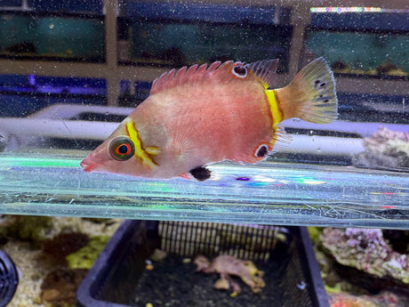 Possum Wrasse Fish