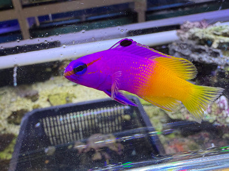 Royal Gramma Fish