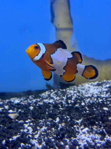 Snowflake Clownfish