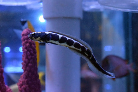 Engineer Goby Fish