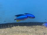 Allen's Damselfish