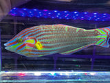 Melanurus Wrasse