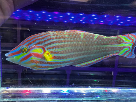 Melanurus Wrasse