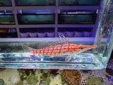 Longnose Hawkfish
